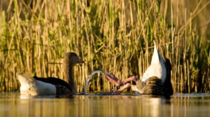 Frühlingserwachen auf der Peene: Bootstouren zu Kranichen und Seeadlern in Anklam