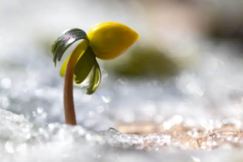 Frühlingserwachen: Die faszinierenden Geheimnisse von Krokus, Pollen und Vögeln