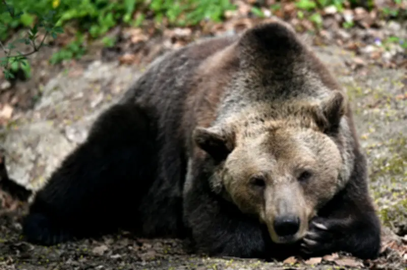 Frühlingserwachen im Bärenpark Worbis: Bären erwachen langsam aus der Winterruhe