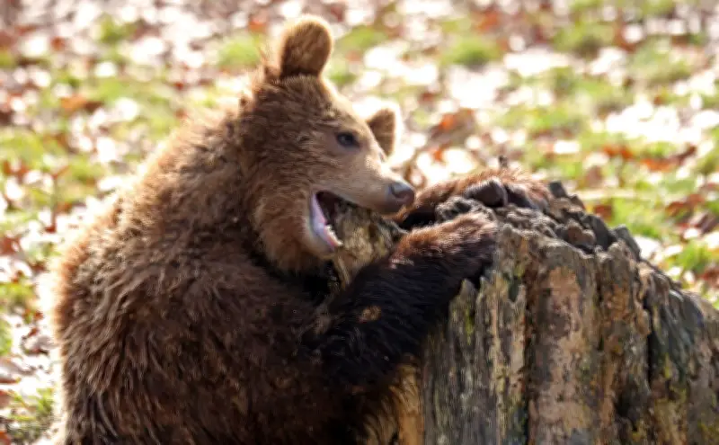 Frühlingserwachen im Harz: Bären im Tierpark Thale beenden Winterruhe