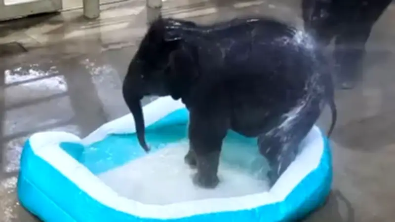 Frühlingserwachen im Zoo: Babyelefanten genießen ausgelassenes Badevergnügen