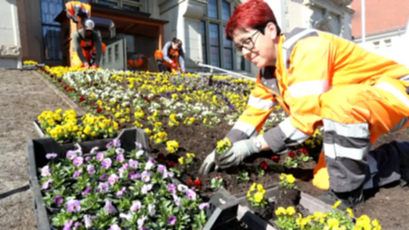 Frühlingserwachen in Bernburg: Blumenuhr vor Rathaus in bunten Farben