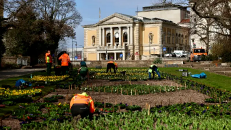 Frühlingserwachen in Halle: Tausende Blüten verwandeln Opernplatz in gelbes Blumenmeer