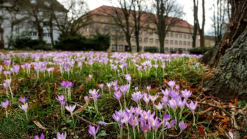 Frühlingserwachen in Rostock: Blütenteppiche und historische Baumriesen an der Reiferbahn