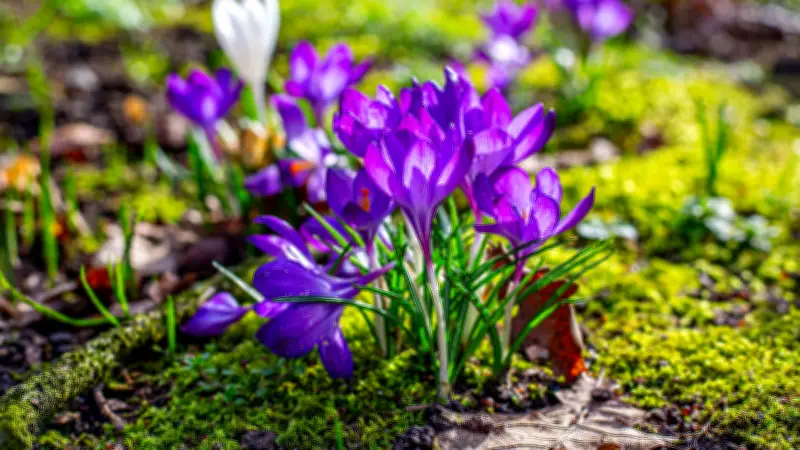 Frühlingserwachen in Sachsen-Anhalt: Sonniger Märzstart mit bis zu 17 Grad