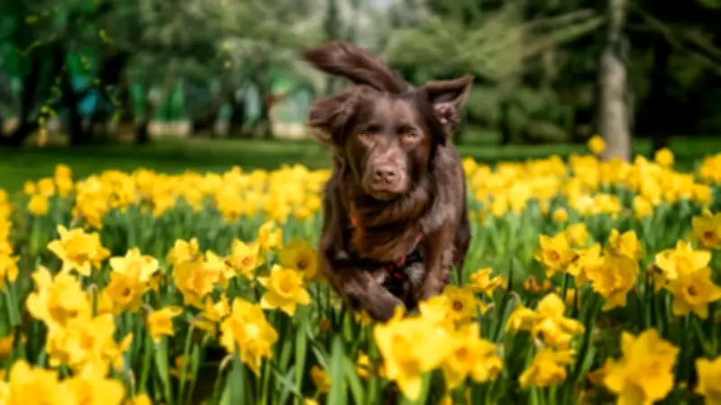 Frühlingsgefahr für Haustiere: Diese Frühblüher sind hochgiftig für Hunde und Katzen