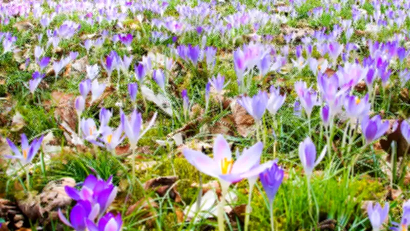 Frühlingskrokusse: Farbenfrohe Boten mit giftigem Potenzial für Kinder und Haustiere