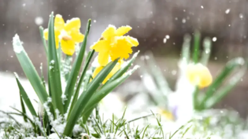Frühlingswetter bricht ein: Schneeschauer zu Ostern möglich?
