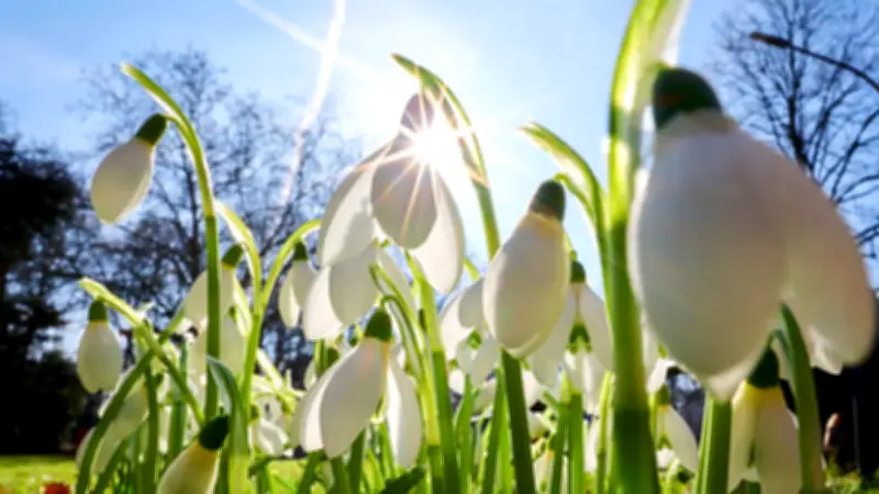 Frühlingswetter kehrt ein: Bis zu 18 Grad und viel Sonne ab Mittwoch