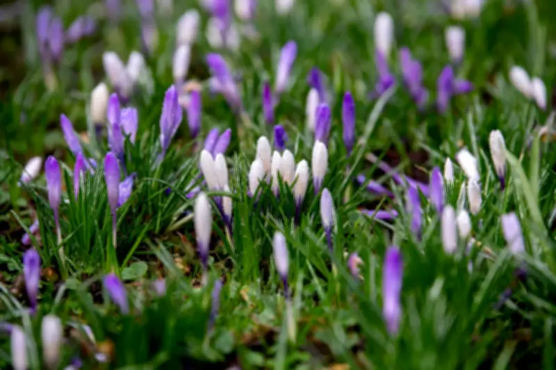 Frühlingswetter zum Ferienbeginn: Sonne und bis zu 18 Grad in Niedersachsen und Bremen