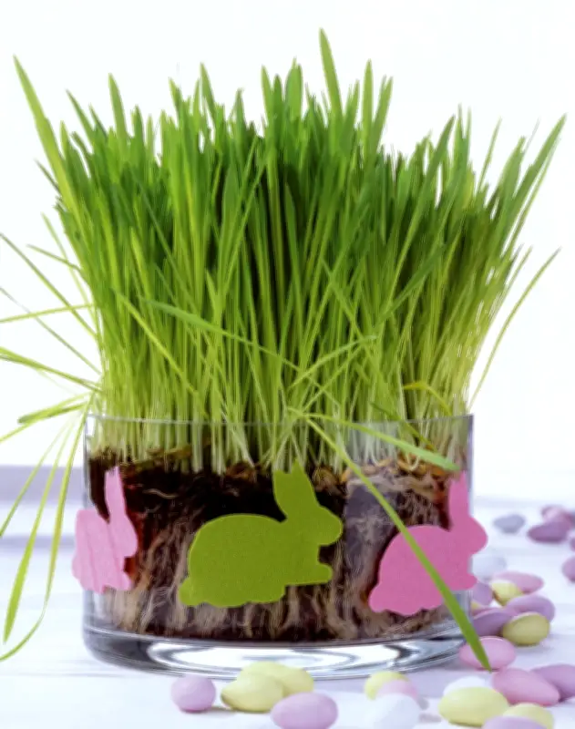 Frisches Ostergras selbst ziehen: In zehn Tagen zur natürlichen Osterdekoration