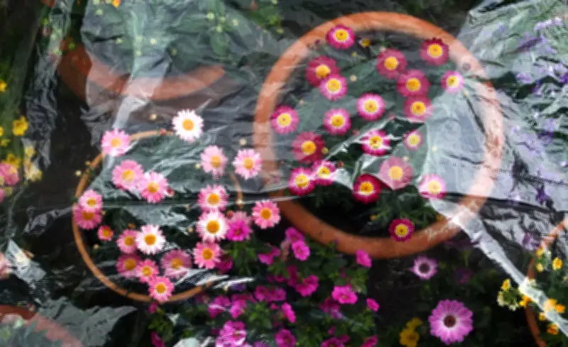 Frostige Nächte im Frühling: So schützen Sie empfindliche Pflanzen richtig