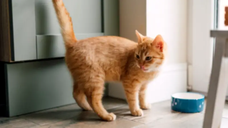 Futter-Mythos entlarvt: Verursacht die Wand bei Katzen wirklich Stress beim Fressen?