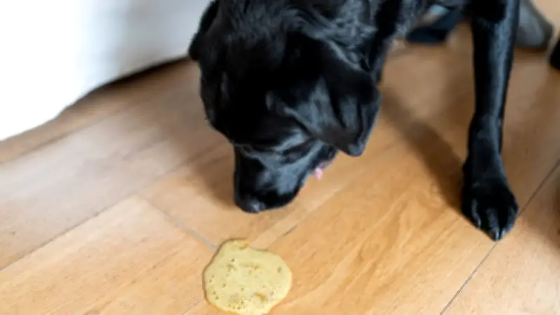 Futtermittelunverträglichkeiten bei Hunden: Symptome erkennen und richtig handeln