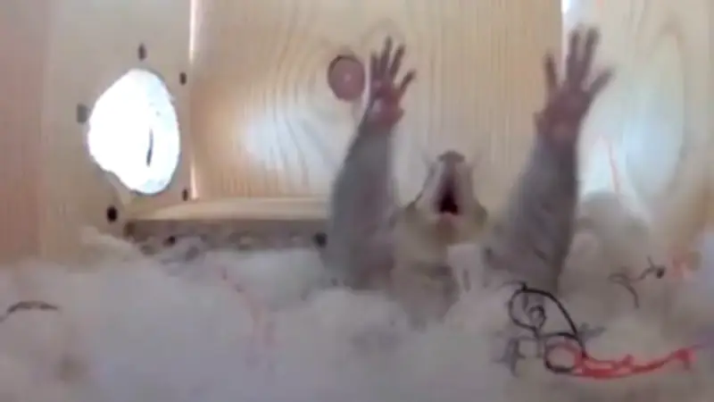 Futtern, Schlummern, Ruhm: Eichhörnchen Merlot und seine Hörnchen-Freunde erobern das Netz