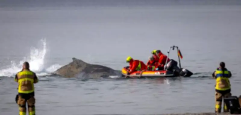 Gaffer behindern Walrettung an der Ostsee: Bürgermeister kritisiert Schaulustige in Timmendorfer Strand