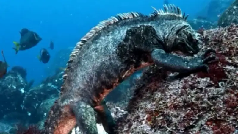 Galápagos-Sensation: Taucher filmt seltene Meerechse - das 'Mini-Godzilla' der Unterwasserwelt