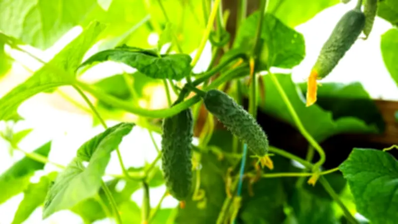 Gartenexpertin enthüllt: So gelingt die Gurkenanzucht auch Anfängern mühelos