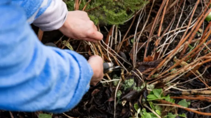 Gartenschnitt im März: Diese Pflanzen dürfen trotz gesetzlicher Schonzeit noch geschnitten werden