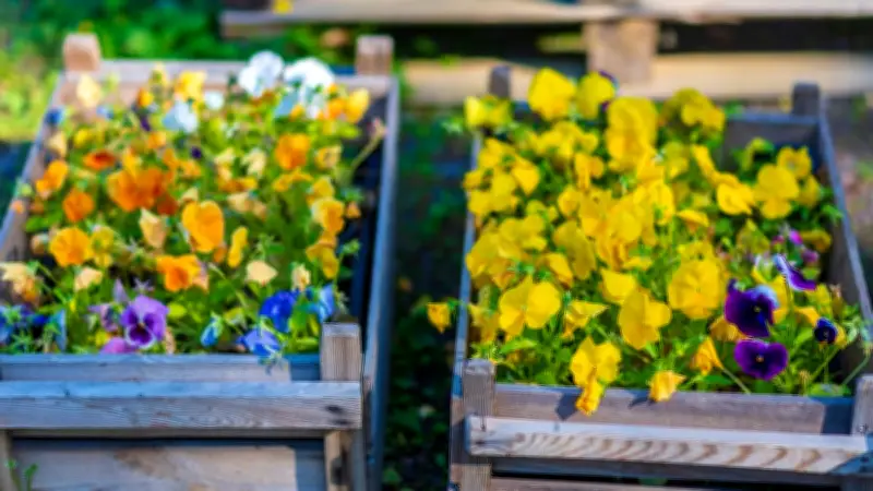 Gartenschnäppchen unter der Lupe: Sind 99-Cent-Stiefmütterchen ihr Geld wert?