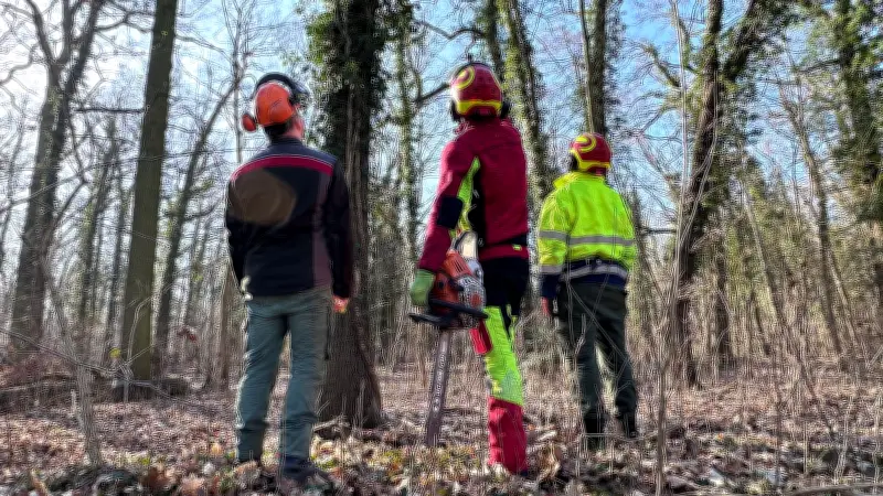 Gefahr im Annaburger Thiergarten: 150 Bäume müssen wegen Zerfallsphase gefällt werden