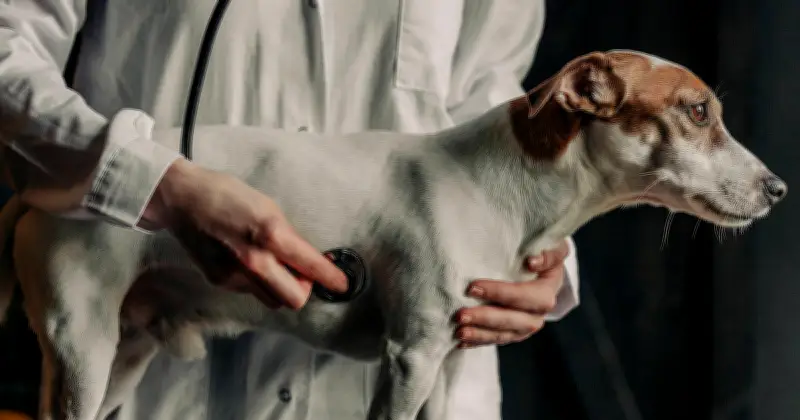 Gefahr in München: Immer mehr Hunde mit THC-Vergiftung in Tierkliniken