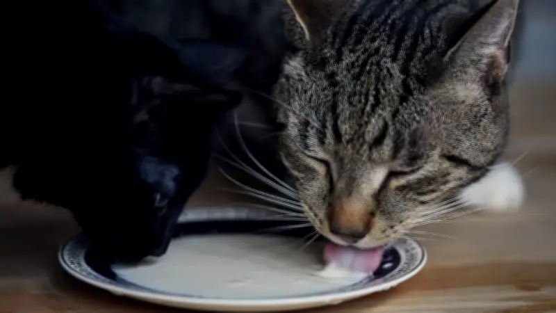 Gefährliche Fütterungsmythen: Diese Ernährungsfehler bei Haustieren sind weit verbreitet