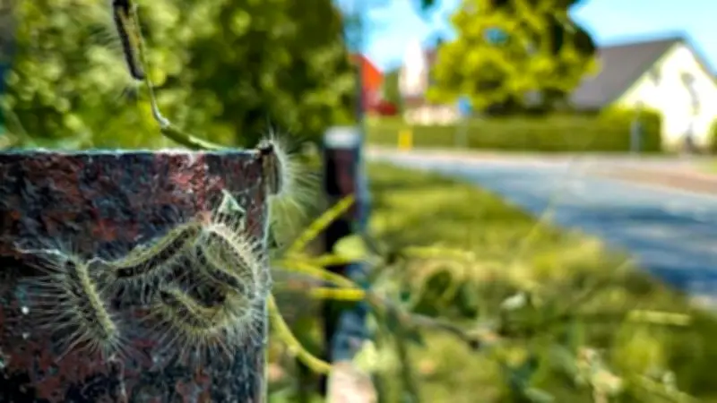 Gefährliche Raupe breitet sich aus: Gemeinde Muldestausee startet präventiven Kampf gegen Eichenprozessionsspinner