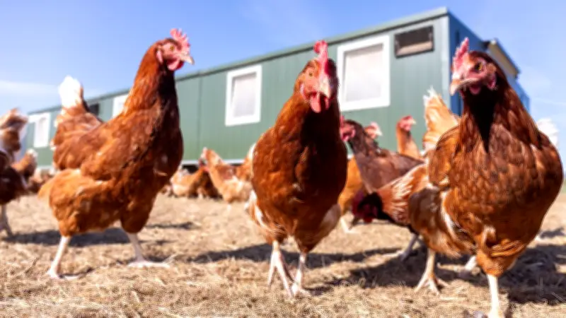 Geflügelpest-Ausbruch nahe Schwedt: Stallpflicht in Uckermark und Barnim verhängt