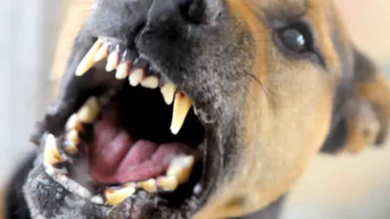 Gefälschte Impfpässe: Veterinäramt warnt vor Tollwutrisiko durch Hunde aus Drittländern