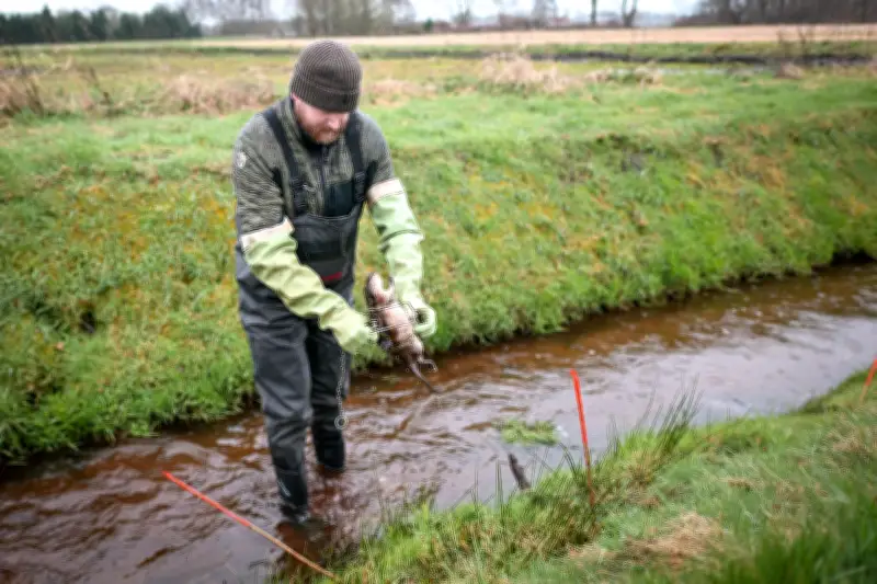 Gemeinsame Bisamjagd: Deutsche und Niederländer schützen Deiche vor Nagetieren