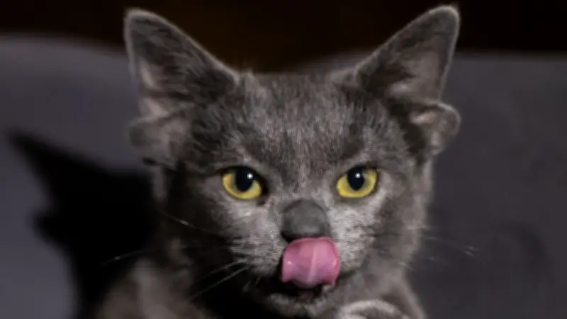 Genetische Besonderheit: Warum manche Katzen mit vier Ohren zur Welt kommen