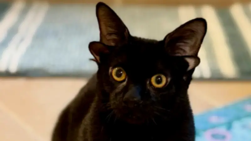 Genmutation verleiht vier Ohren: Kater Dobby erobert mit einzigartigem Aussehen das Internet