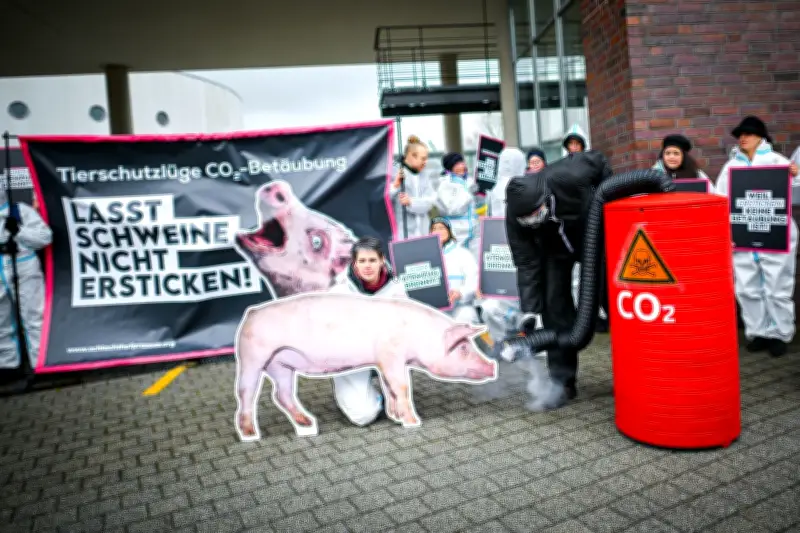 Gericht prüft umstrittene CO2-Betäubung von Schweinen: Tierschützer klagen gegen Schlachthof-Praxis