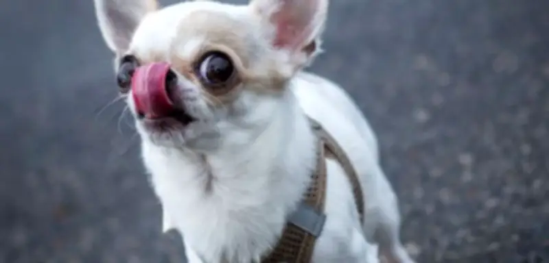 Gerichtsurteil in Nürnberg: Halter haftet für Sturz einer Schwangeren vor Chihuahua