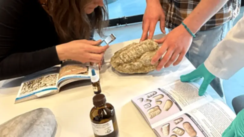 Gesteinssprechstunde im Müritzeum: Experten bestimmen Funde und erklären Entstehung