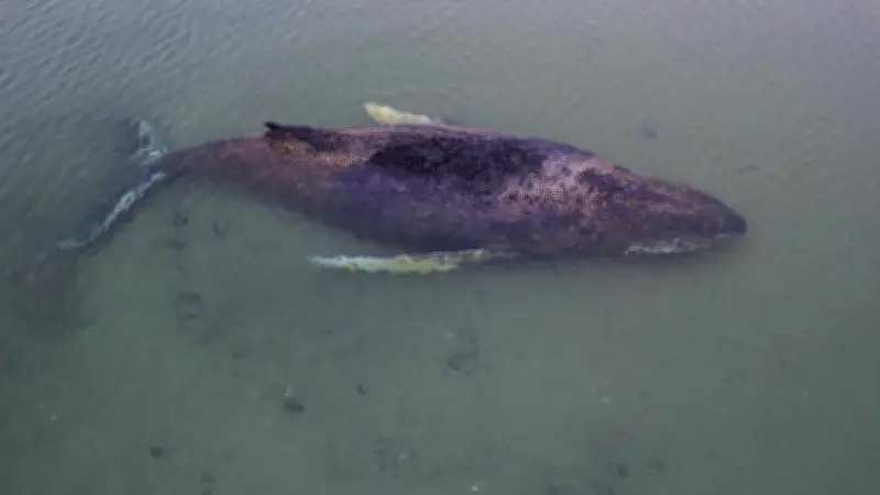 Gestrandeter Buckelwal an der Ostsee: Rettungsversuche laufen gegen die Zeit