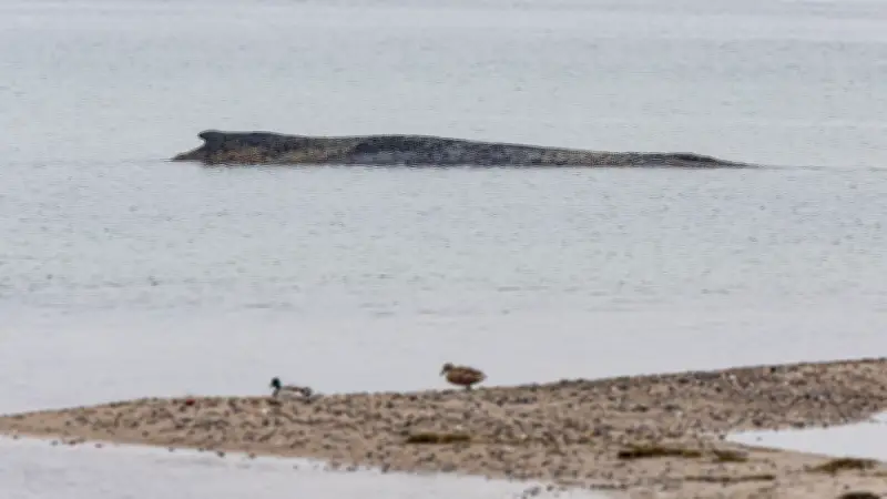 Gestrandeter Buckelwal an Ostsee: Rettungsversuche in Timmendorfer Strand weiter ungewiss