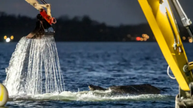 Gestrandeter Buckelwal in der Lübecker Bucht: Rettungsaktion kostet über 40.000 Euro