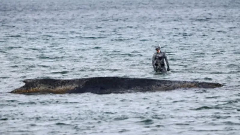 Gestrandeter Buckelwal in der Ostsee: Überlebenschance liegt bei nur 0,1 Prozent