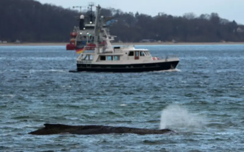 Gestrandeter Buckelwal in der Ostsee: Letzter Rettungsversuch mit Saugbagger gestartet