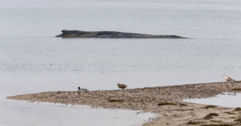 Gestrandeter Buckelwal in der Ostsee: Rettungsversuche bisher erfolglos