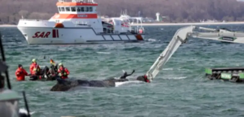 Gestrandeter Buckelwal in Lübecker Bucht: Rettungsaktion trotz Rückschlägen im vollen Gange