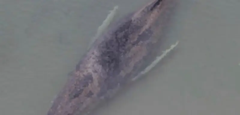 Gestrandeter Buckelwal in Lübecker Bucht: Rettungsversuch mit Spezialbagger gestartet