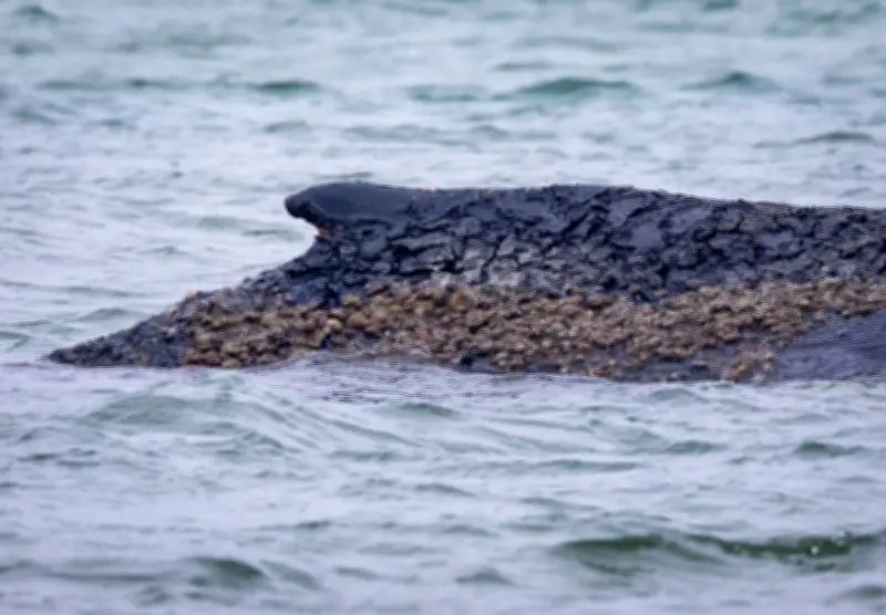 Gestrandeter Buckelwal in Niendorf: Neue Hoffnung nach gescheiterten Rettungsversuchen