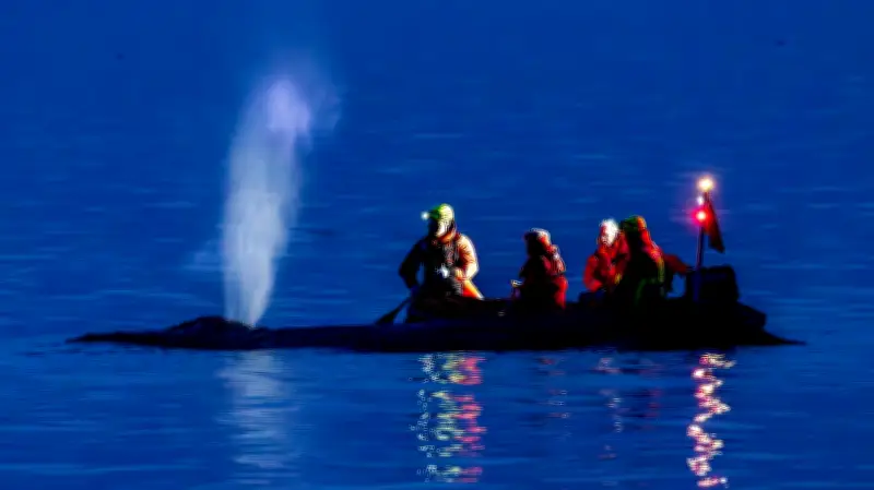 Gestrandeter Buckelwal in Ostsee: Rettungsversuch vor Timmendorfer Strand gescheitert