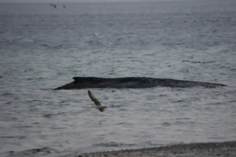 Gestrandeter Buckelwal in Ostsee: Rettungsversuche verzögern sich - Helfer geben nicht auf
