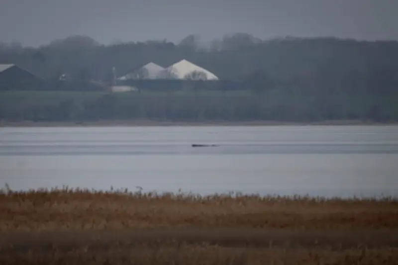 Gestrandeter Buckelwal in Wismarbucht: Greenpeace setzt auf Selbstbefreiung