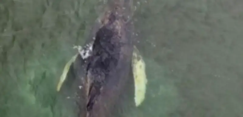 Gestrandeter Buckelwal »Timmy« kämpft weiter ums Überleben in der Ostsee