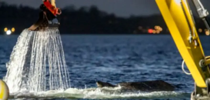 Gestrandeter Buckelwal vor Timmendorfer Strand: Rettungsaktion erfolgreich – Tier offenbar befreit